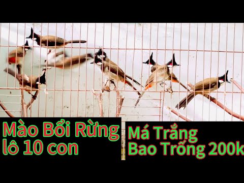 Mào Bổi Lô Giá Rẻ. Trắng Tuyển Bao Trống 200k ✅✅✅