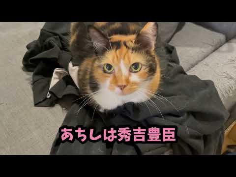 飼い主の服を暖めておく家臣猫