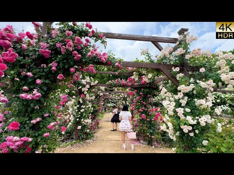 【4K HDR ROSE 】Nagai Botanical Garden – Osaka’s Hidden Gem for Photographers,  Shower of Roses.