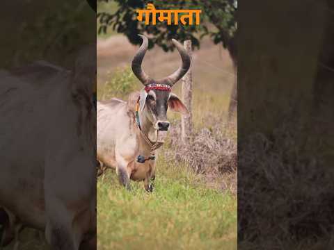 jay गौमाता #cow #yshorts #ytshorts #gaumata