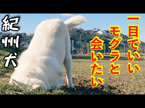 【紀州犬】どうしてもモグラを捕まえたいキッシュ笑