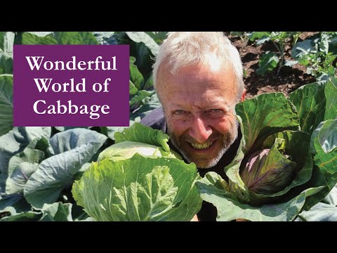 Cabbage in summer and how to grow all year