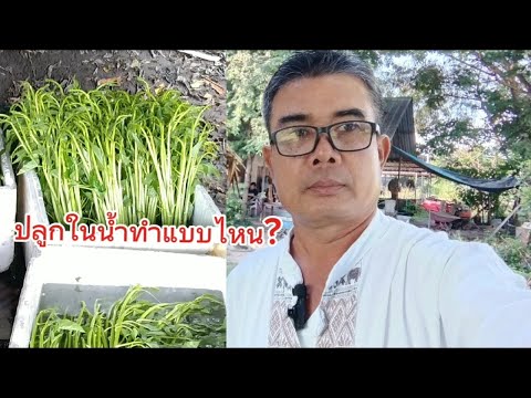 สูตรปลูกผักบุ้งแก้วในน้ำและบนบก