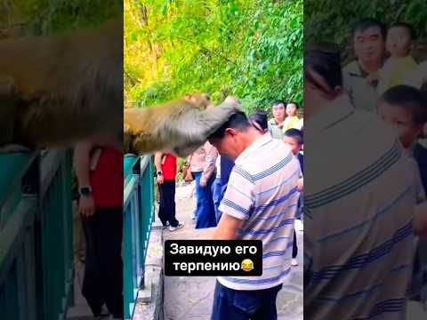 Терпения сила 🤣🔥 #смешно #приколы #смешные #смешныевидео #макака #животные #угар #лол