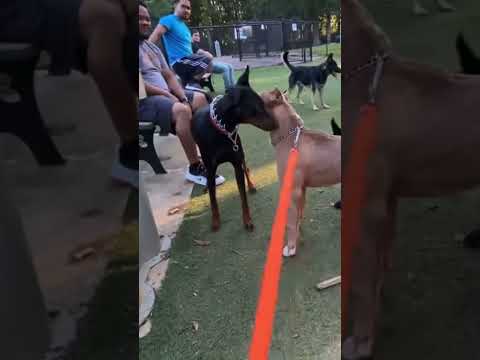 Doberman attacks pitbull, whose at fault?? #nbf #nbfkennel #texas #doberman #pitbull #dogfight