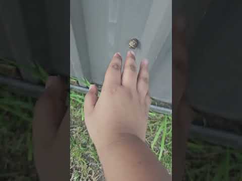 Snail spotted #snail