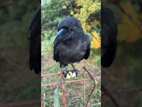 NYARI BURUNG GAGAK WIRO TAUNYA LAGI ASIK MAKAN TIMUN