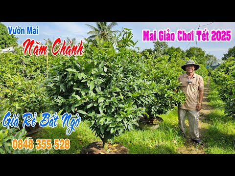 MAI GIẢO THỦ ĐỨC CHƠI TẾT 2O25 14/12/2024 (#O848355528  CHÁNH) ngày 14/12/2024 -  @bonsai Can Tho