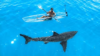 Exploring For Great White Sharks In Transparent Kayak