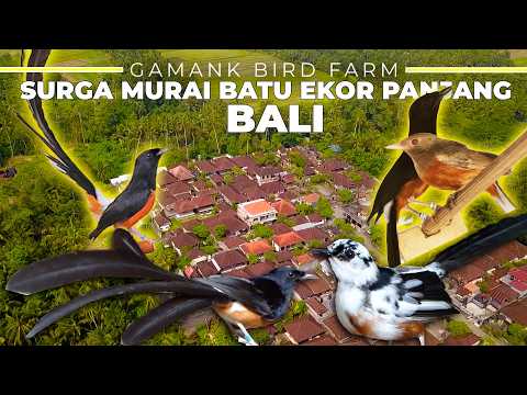 TERNYATA DI BALI ADA PETERNAK MURAI BATU EKOR PANJANG YANG SUKSES BESAR !