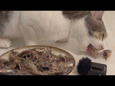 Cat Food Time – Eating Raw Fish | 4K ASMR