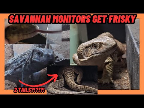 SAVANNAH MONITORS GET FRISKY!!! NOT JUST WITH EACH OTHER.....