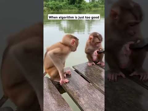 Too late to scroll back... 😅 #scroll #monkey #fyp #funny