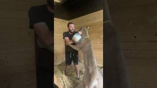 Something didn’t go according to plan! #animals #braige #cat #bigcat #shorts