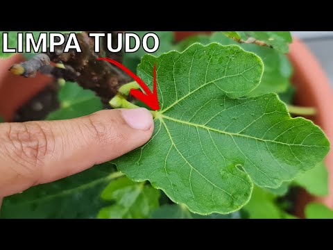 1 FOLHA DESSA AQUI LIMPA(gordura,anemia,diabete)