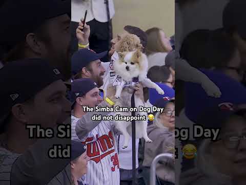 Can everyday be Dog Day? #baseball #dog video clip