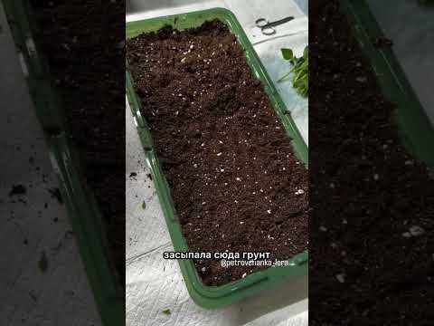 У вас будут самые красивые петуньи,просто..