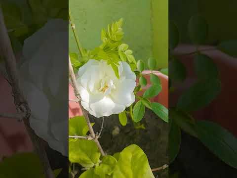 Beautiful Naat/Beautiful flower #shortsfeed #islamicshorts #naatsharif #naat #viralshort #whiterose