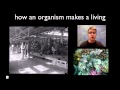 Ecological Niches and Competition