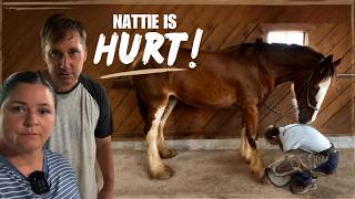Our Clydesdale Is INJURED… Then Champ Makes the TOP 3!