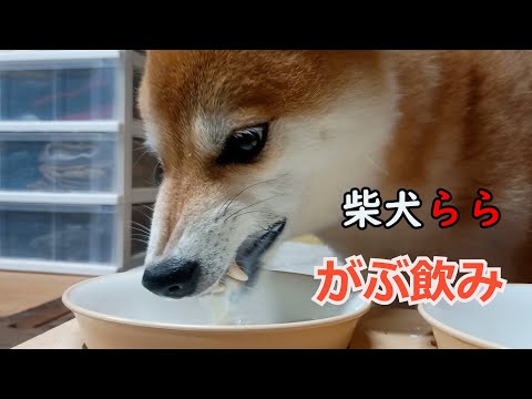 がぶ飲み
