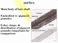Forensic Hair Analysis Concepts