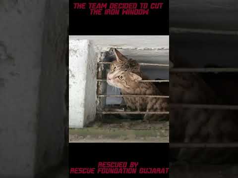 Cat Head Stuck In Metal Window