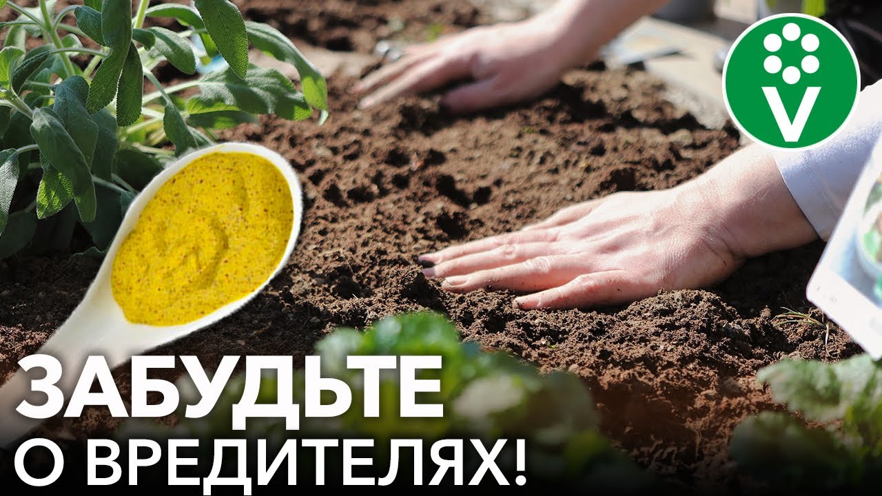 Боремся с проволочником и личинками хруща! Просто насыпьте это в лунку!