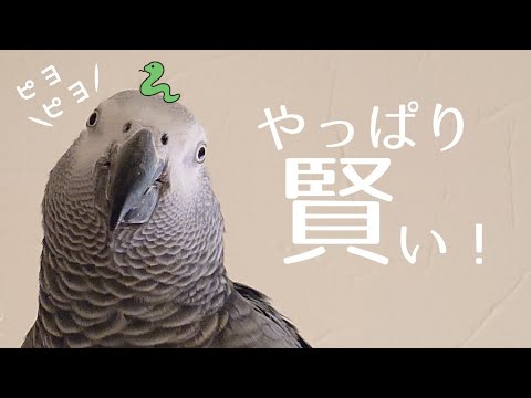 お正月気分を必要以上に盛り上げてくれるずぅちゃんw【2025年🐍ver.】