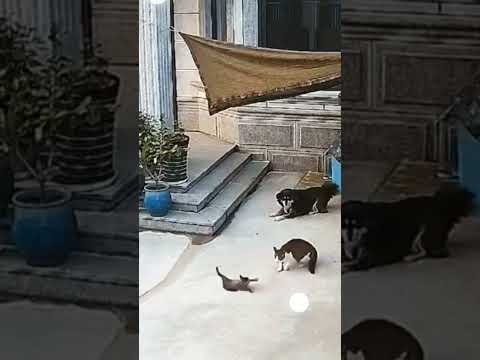 #viralshorts #cat #funny #my #catvideos #catlovers #cats #catshorts #viralshort #funnycat #ytshorts