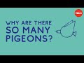 Pigeon Behavior and Urban Adaptations