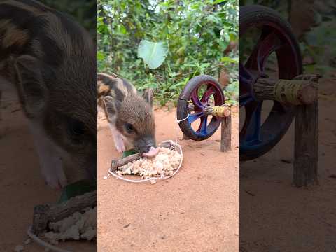 Creative Unique Wild Pig Trap - Best Wild Pig Trap By Wood with Rice #animals #wildlife #shorts