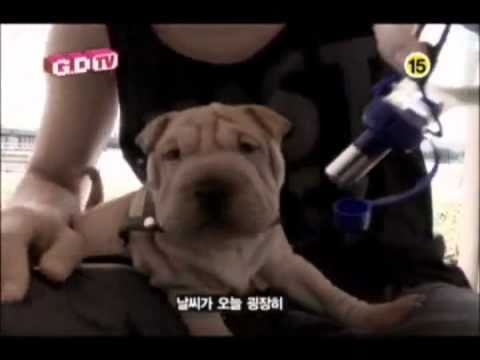 G-Dragon Loves Gaho♪♪♪