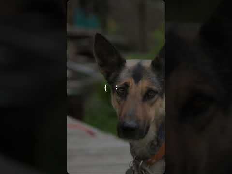 ??MELEKLER?? #dog# #animals# #melekler# #sokakhayvanlarınıkoruyalım# #barinak#