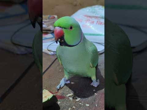 #mummy ek gilas pani de do #funny #funnyanimal #funnyparrot #talkingparot #viralvideo #viralreels...