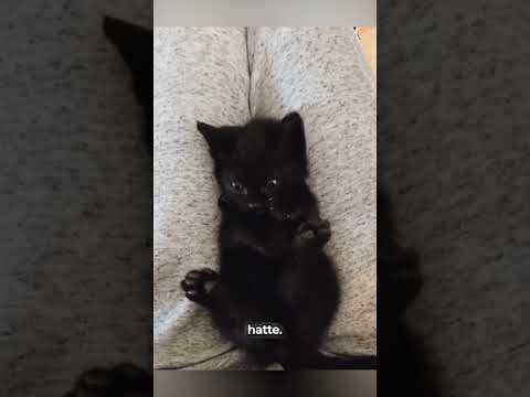 Diese Katze hat 400IQ 😂