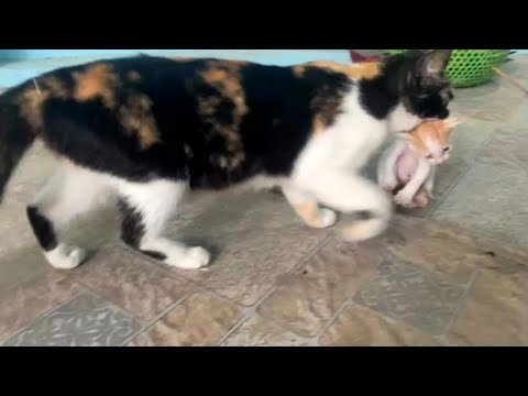 😱Mother Cat Protects Kitten: Maternal Instincts ,Cat Mom Carries Her Kittens Back