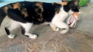 😱Mother Cat Protects Kitten: Maternal Instincts ,Cat Mom Carries Her Kittens Back