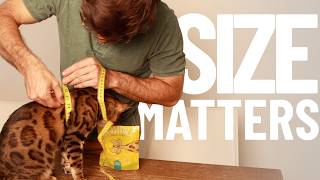 If Your Cat Hates the Harness Please Watch This - Harness Sizes