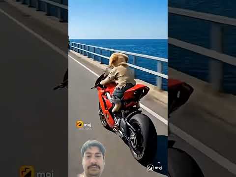 #doglove #youtube #funny #viralvideo #comedy#trending #travel #shortvideo #reels #school#road #river