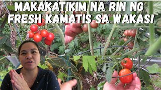 BUHAY AMERIKA: MAY KAMATIS NA TAYO SA WAKAS! NATUYO ANG AMPLAYA SA INIT!