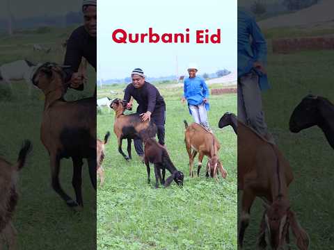 Bakra Eid #eidmubarak #shorts #islamic #islam