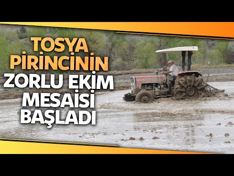 Tosyalı Çiftçiler, Tescilli Lezzet Olan Çeltik Ekimine Başladı