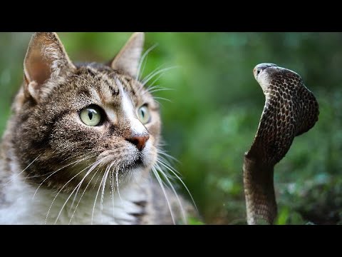 Quand Cobra fait face à un Chat /Cobra fighting with Cat