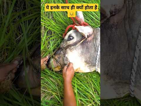 Watch Till End #sanatan #gaumata  #gaumatabhjan #cow #trending #trendingshorts #shorts