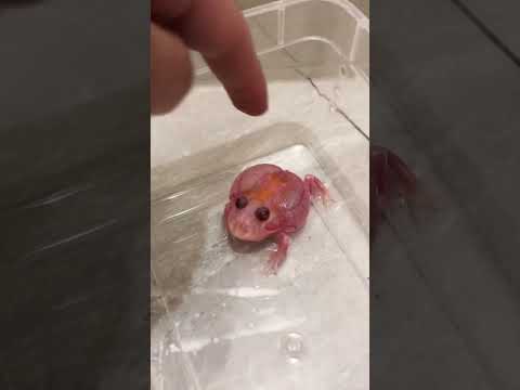 Funny frog 🐸 #funny #funnypets #animals #petvideos #usa #cute #fyp #funnyvideo #frog #viral #pets
