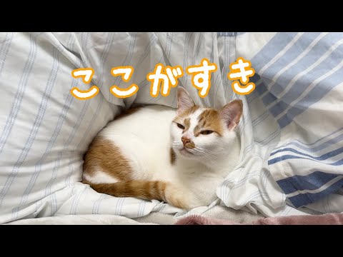ママの近くが好きな甘えん坊猫男子チーム！