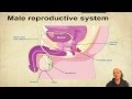 Exploring the Male Reproductive System