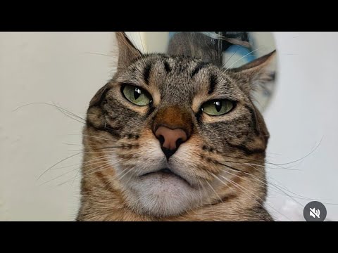 The funniest Cats compilation You will watch today. cats2024