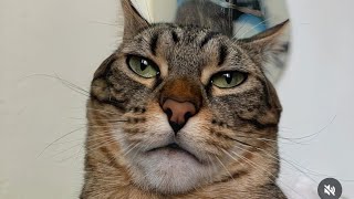 The funniest Cats compilation You will watch today. cats2024